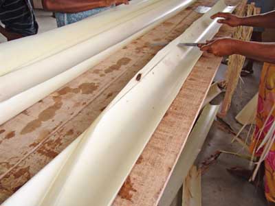Processo de preparao da Fibra da Bananeira